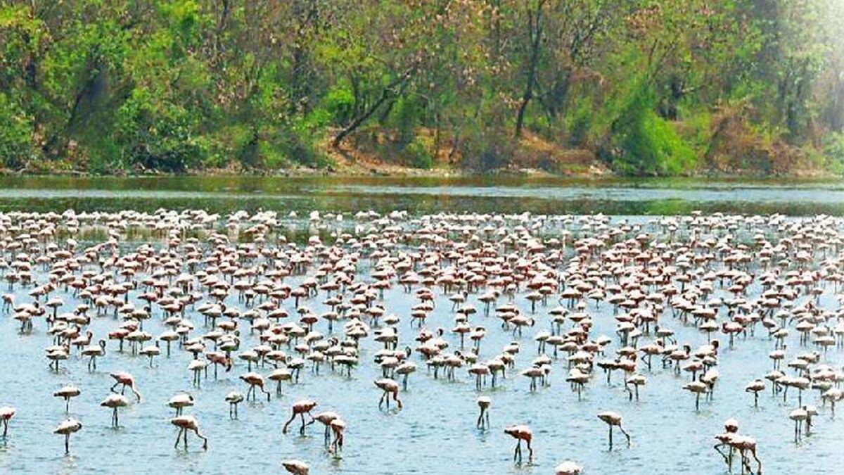 DPS lake flamingos