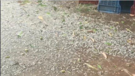 nashik Unseasonal rains