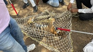tiger rescue butibori video
