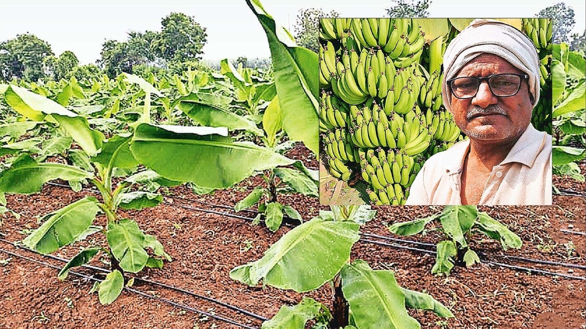 banana farms