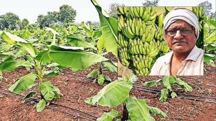 banana farms