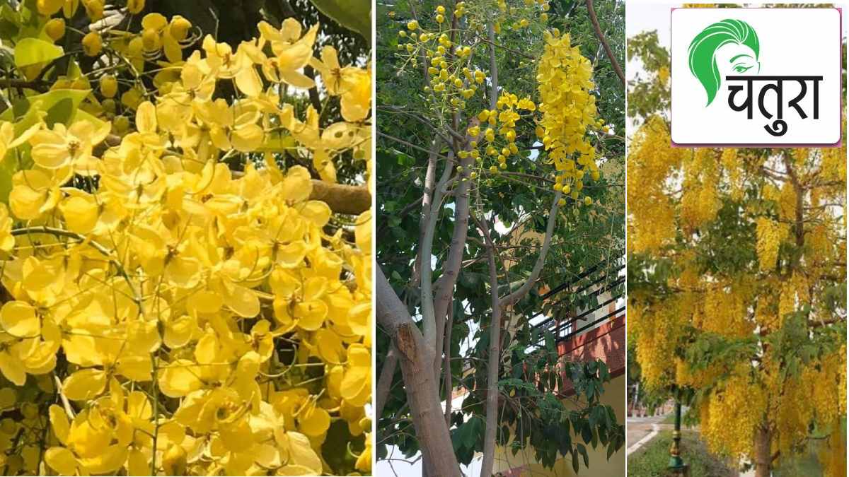 indian tropical tree madhuca indica analysis