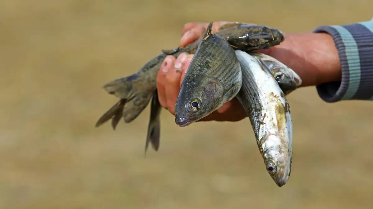 chennai fish freak accident