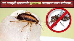 Home Remedies for Cockroach: किचनमध्ये झुरळांचा सुळसुळाट झालाय? ‘हे’ सोपे उपाय करुन पाहा!