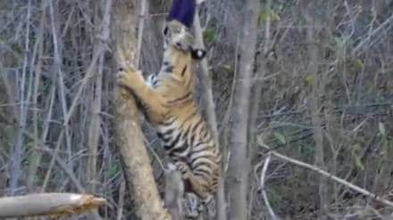 Tadoba Andhari Tiger Reserve buffer zone video recorded Tiger