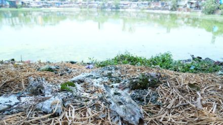 Fish in ponds die due to negligence of municipal corporation alleges Thackeray Sena