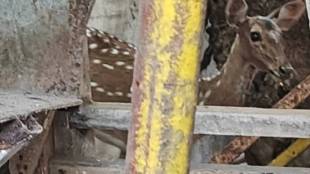 thane Kasarvadavali area deer trapped in transformer cabin rescued Forest Department, Disaster Management Department, Wildlife Organization