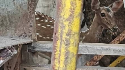 thane Kasarvadavali area deer trapped in transformer cabin rescued Forest Department, Disaster Management Department, Wildlife Organization