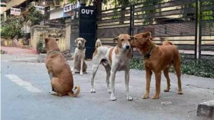 Neutering of four lakh dogs completed in Mumbai print news