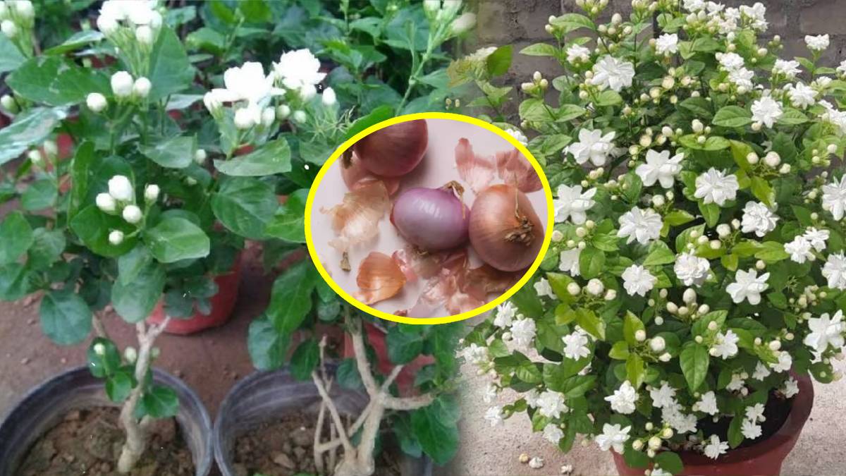 easy Gardening Hacks and tips