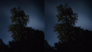 Ganesh Borhade has complained about the decreased number of fireflies in Kalsubai and approached the National Green Tribunal
