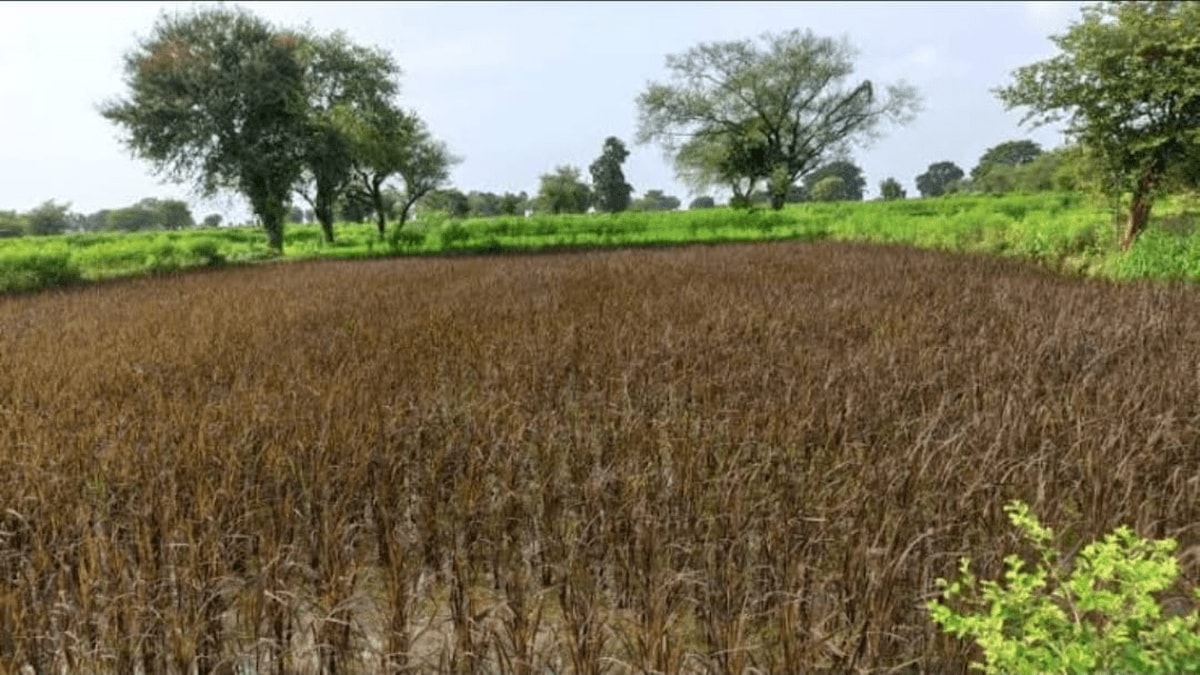 Farmers are upset over land acquisition saying How should fertile, food-producing farmland be given to projects gadchiroli