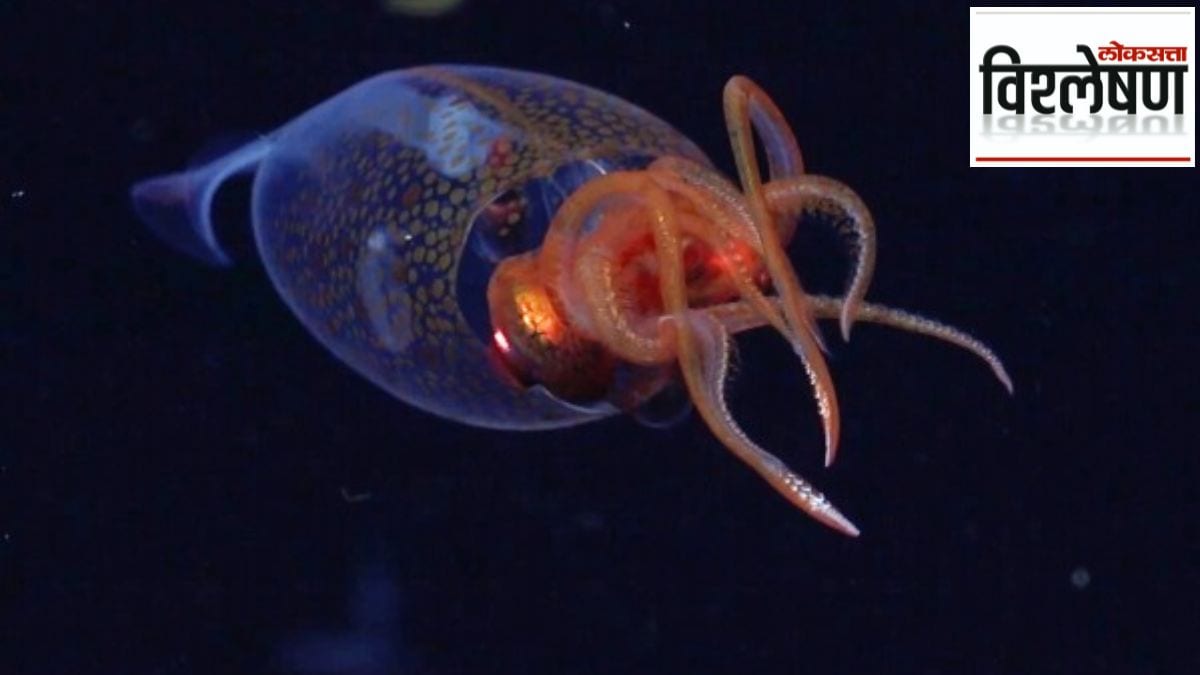 first ever image of the colossal squid