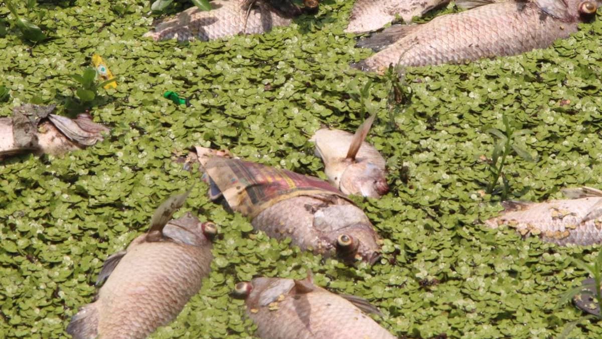 fish die-off Siddheshwar lake news in marathi