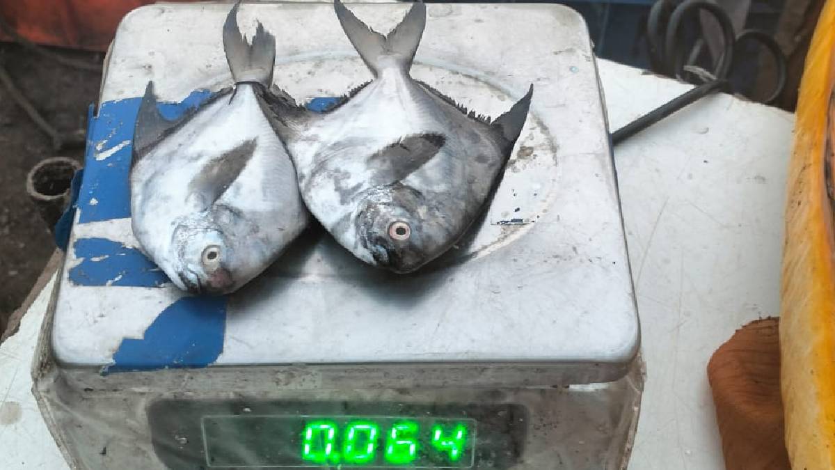 Maharashtra Gujarat fishermen meet Gujarat ministers monsoon fishing ban 90 days