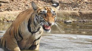 five villages Inclusion in the Bor Tiger Project, rehabilitation will take place soon