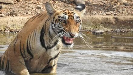 five villages Inclusion in the Bor Tiger Project, rehabilitation will take place soon