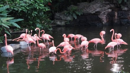 Reservation , bird park, Mulund , loksatta news,