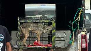 golden fox rescue in mulund