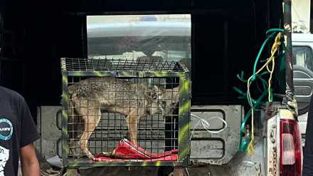 golden fox rescue in mulund