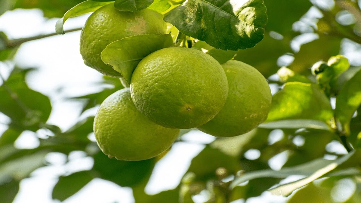 Lime , expensive , heat, price Lime , loksatta news,