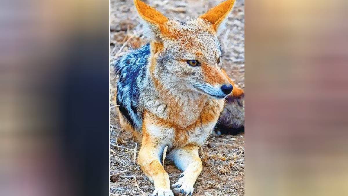 weak golden fox found in Mulund dies mumbai news
