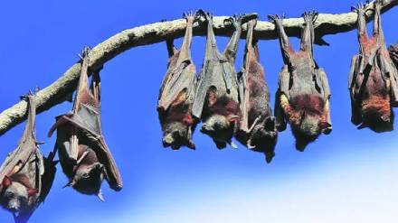 A colony of herbivorous bats around the Khelana irrigation Project