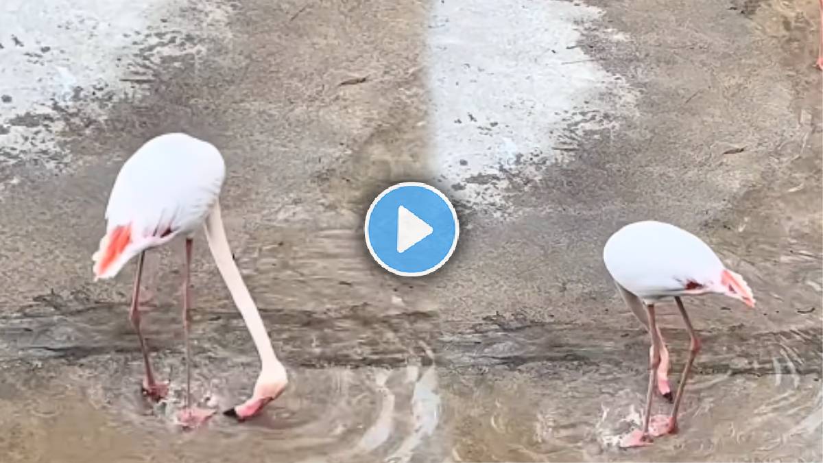 heron funny dance video viral