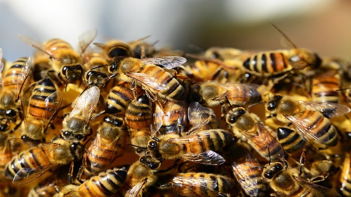 Shirala, attacked by bees, Sangli, loksatta news,