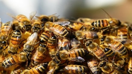 Shirala, attacked by bees, Sangli, loksatta news,