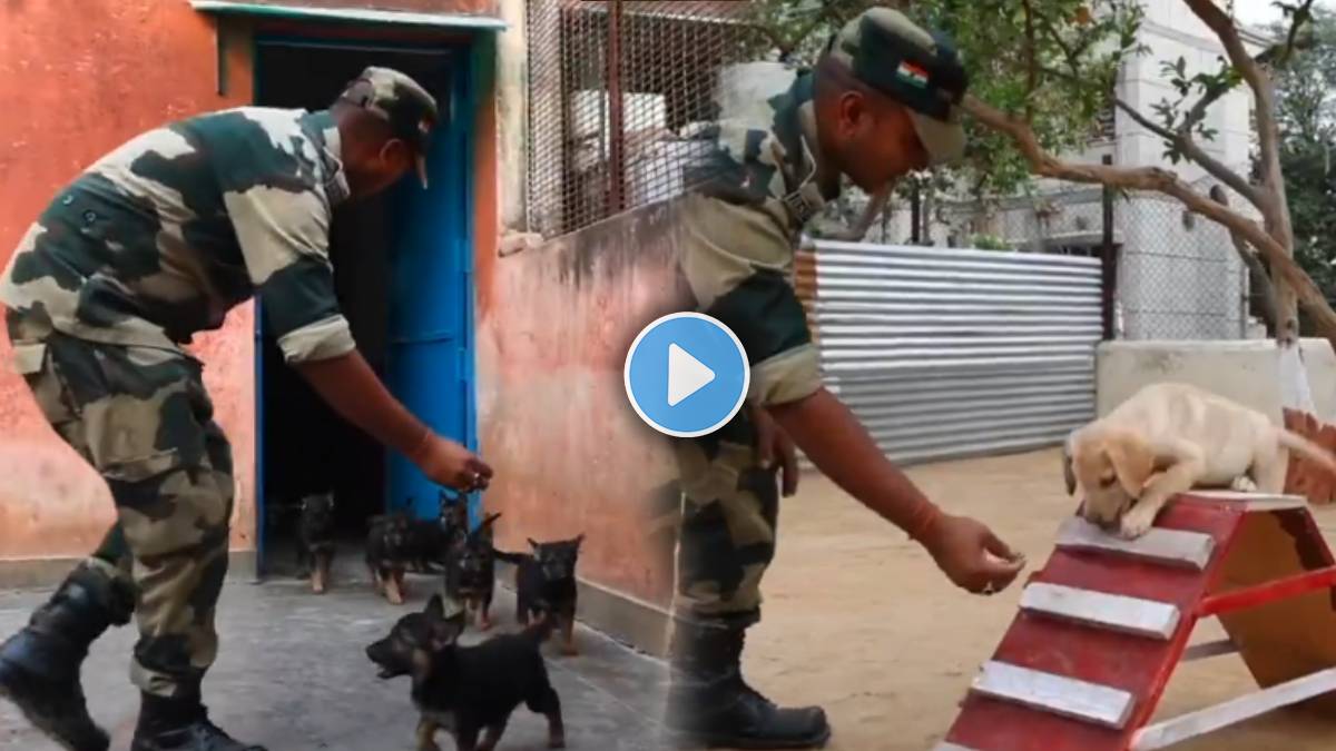 how to train dogs at Training Centre