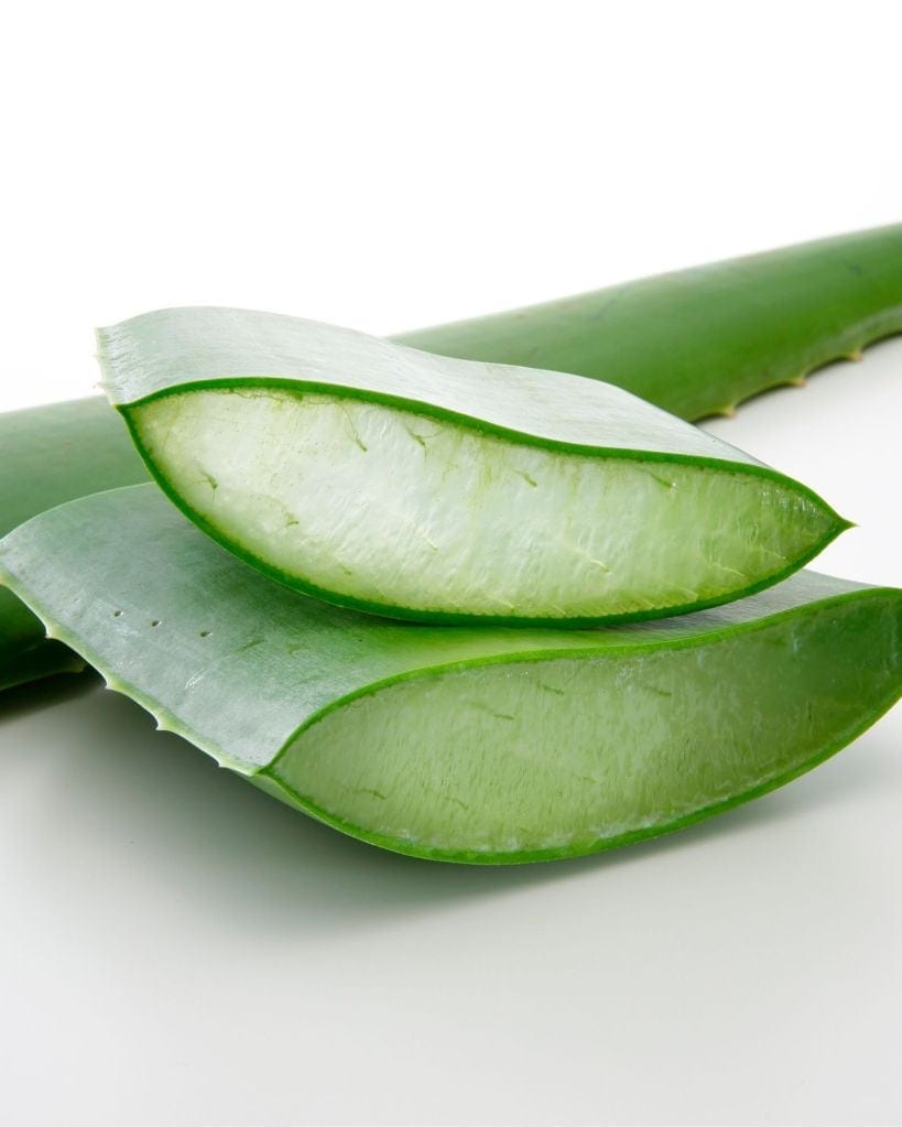 Aloe vera