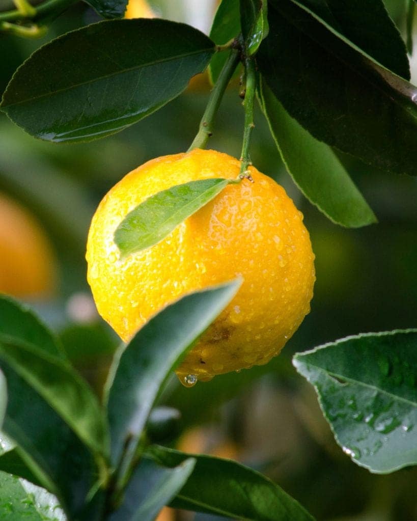 lemon