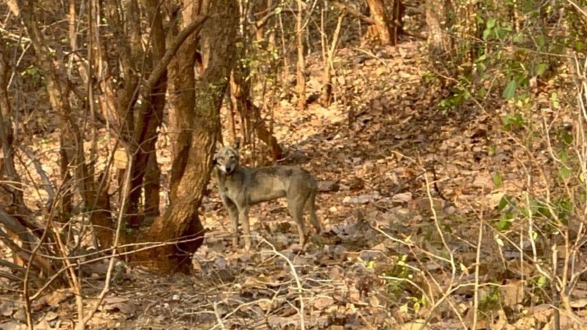 Indian Gray Wolf spotted in Bhandara Forest area