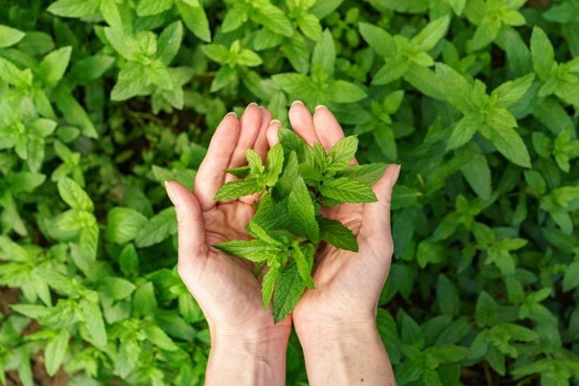 Natural cures for bad breath