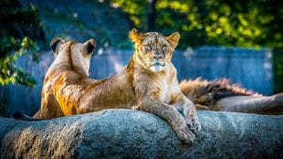 Popular zoos in India
