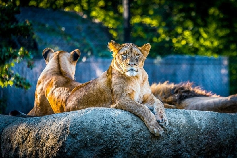 India Zoo
