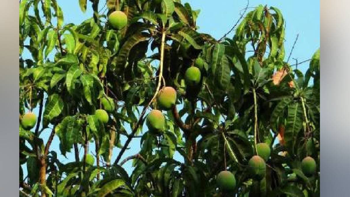 karnatak mango