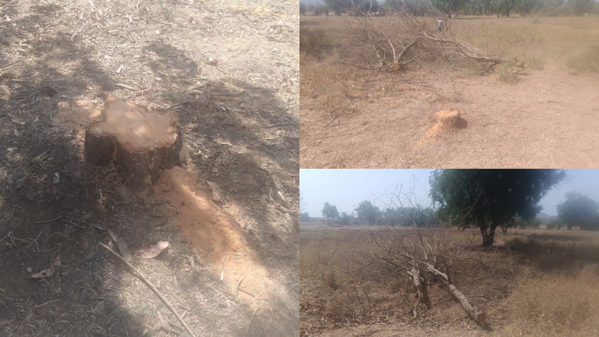 Massive theft of 21 Khair trees worth over two lakhs