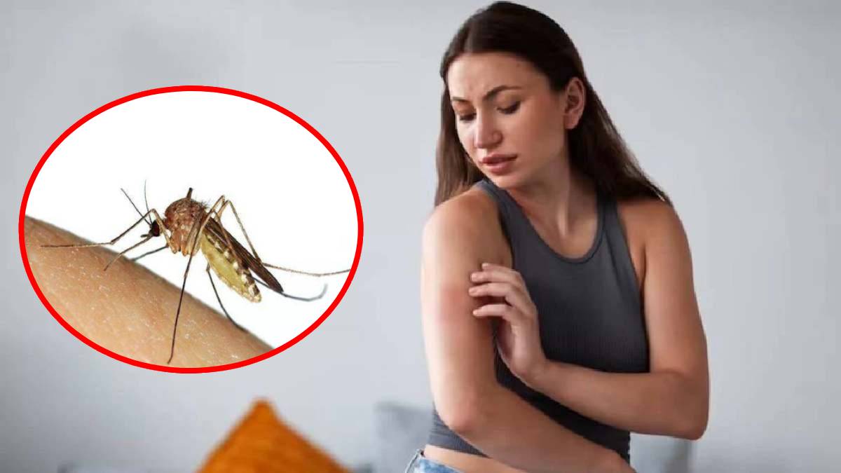 kill mosquitoes naturally