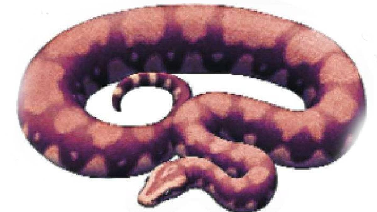 Loksatta kutuhal Fossil of a giant snake from Kutch