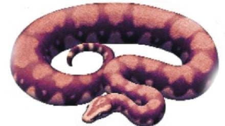 Loksatta kutuhal Fossil of a giant snake from Kutch
