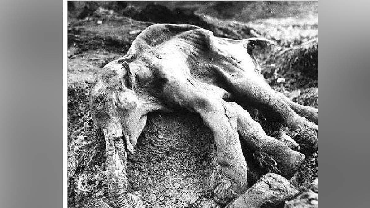 Loksatta kutuhal Fossil remains trace fossils