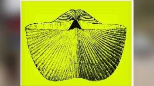 Loksatta kutuhal Unknown fossil brachiopod