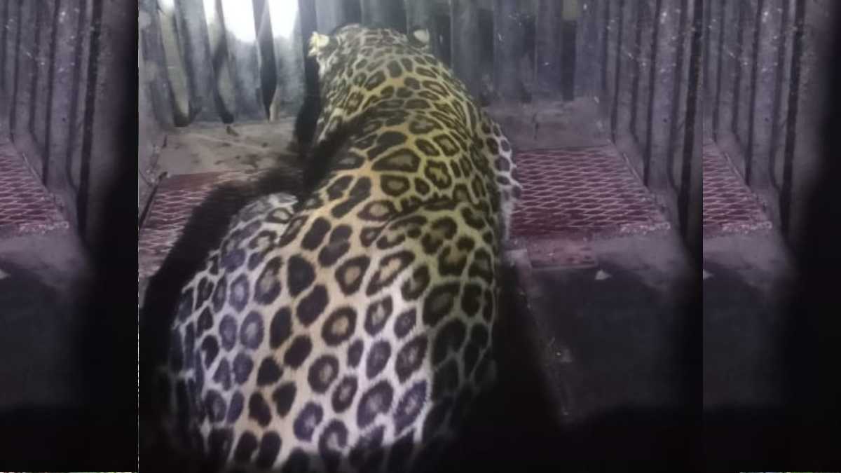 leopard poaching case news in marathi