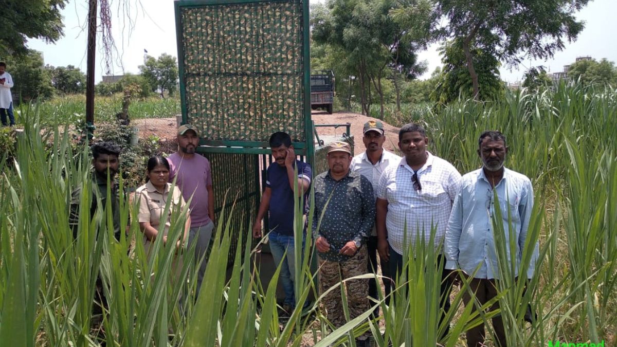 Leopards again in Manmad panic among locals people