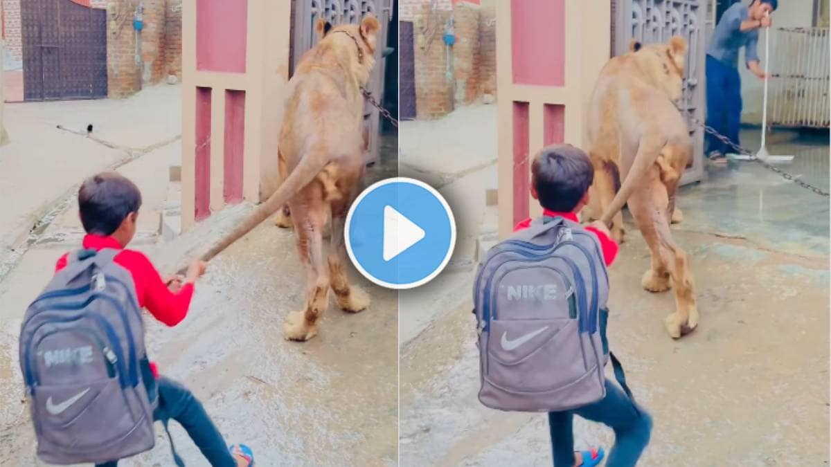 viral video Child pulling tail of lion