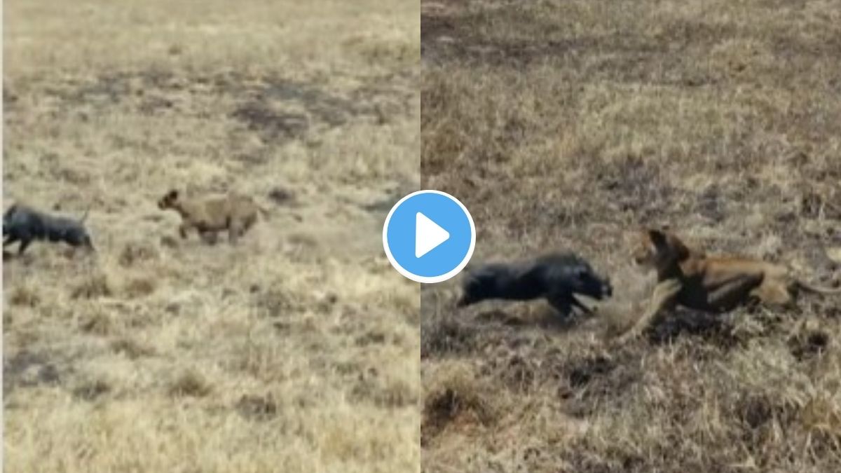 lioness attack wild boar in jungle