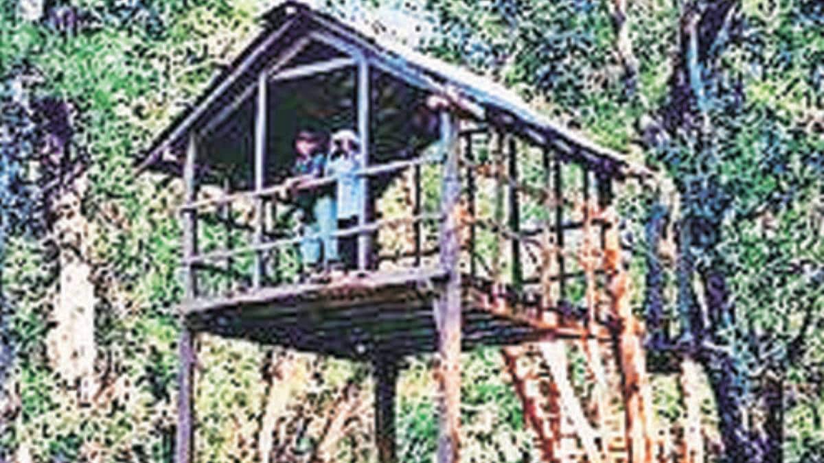 Buddha Purnima Machans adventure in tadoba andhari tiger project