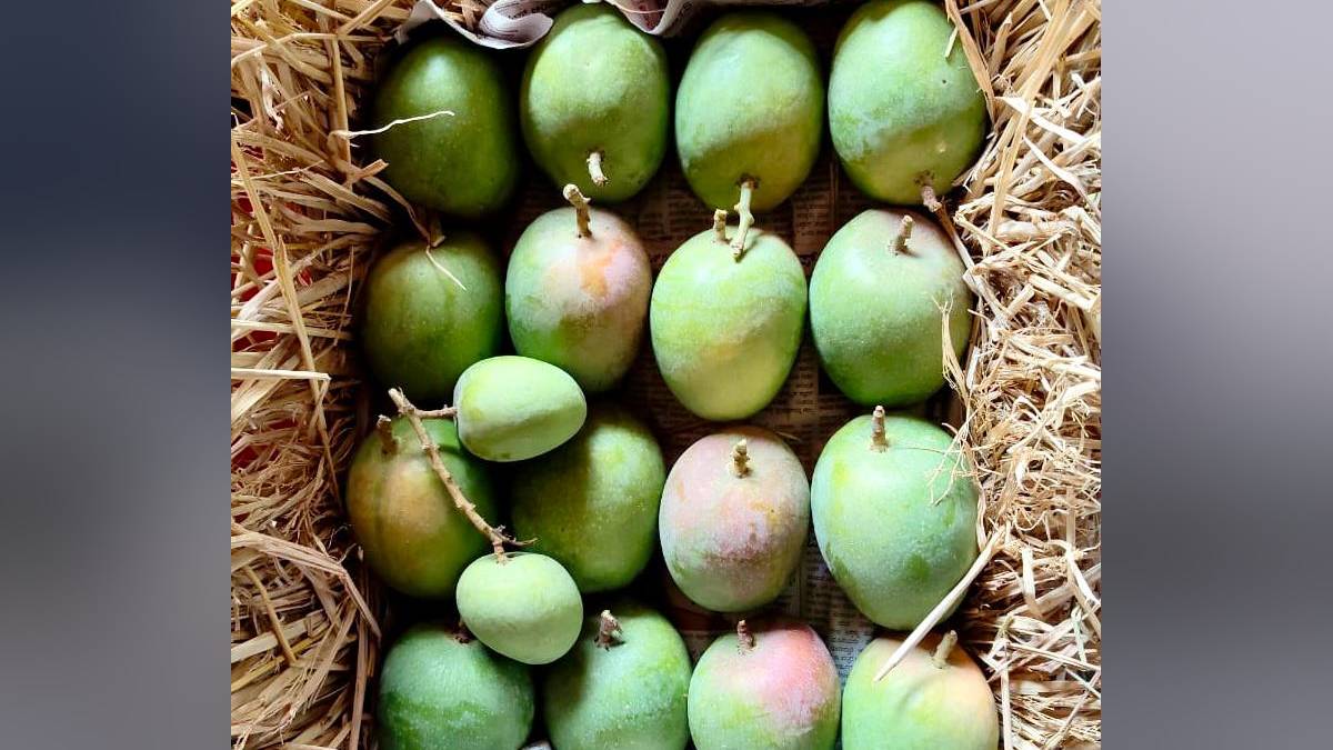 hapus has increased in the fruit market in the market yard Pune print news